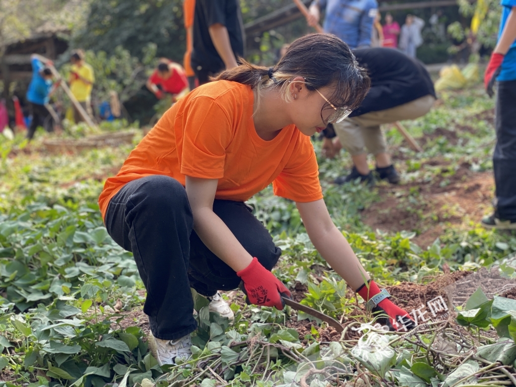 学生下地挖红苕。华龙网-新重庆客户端记者 刘钊 摄