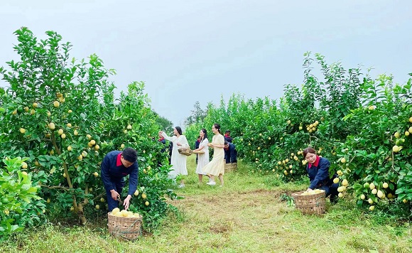 柠檬采摘的季节到了。潼南区委宣传部供图 华龙网发