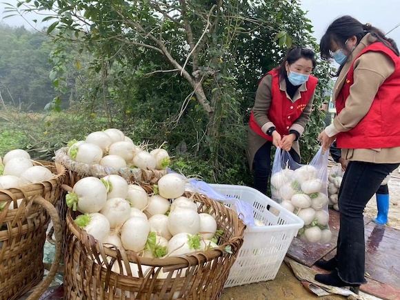 党员志愿者帮助村民收萝卜。涪陵区委宣传部供图 华龙网发