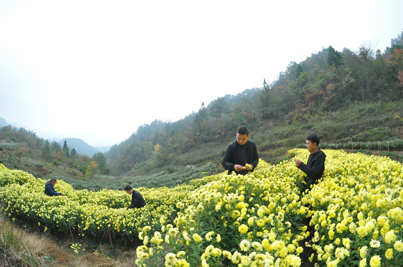 何思勇（右一）指导村民采摘菊花。通讯员 谭华祥 摄