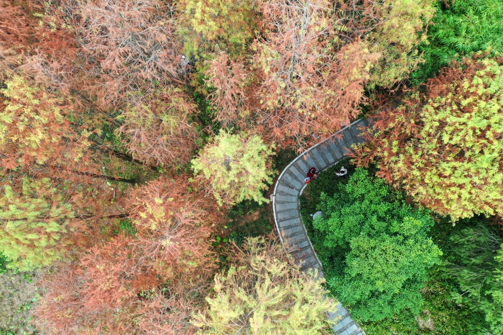 广西南宁市狮山公园里的杉树（无人机照片）。新华社记者 周华 摄