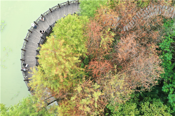 广西南宁市狮山公园里的杉树（无人机照片）。新华社记者 周华 摄