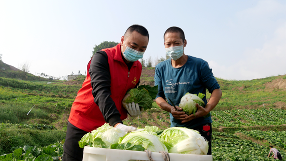 民权村种植能手周松（右）在采摘蔬菜。通讯员 刘洪滔 摄