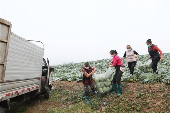 村民将白菜装车。通讯员 陈仕川 摄