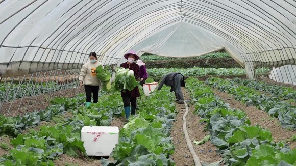新鲜蔬菜充足供给黔江市场。黔江区委宣传部供图。华龙网发