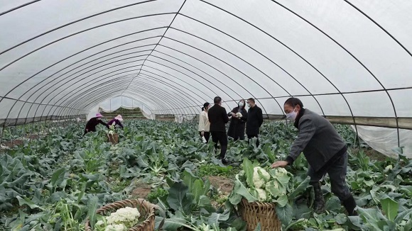 基地工作人员正在采摘蔬菜。黔江区委宣传部供图。华龙网发