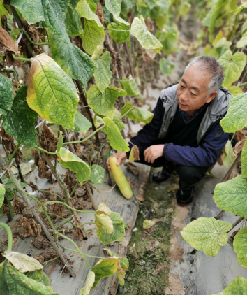 燕白黄瓜选育人张洪成也是此次农作物生产“线上指导员”之一。重庆农科院供图