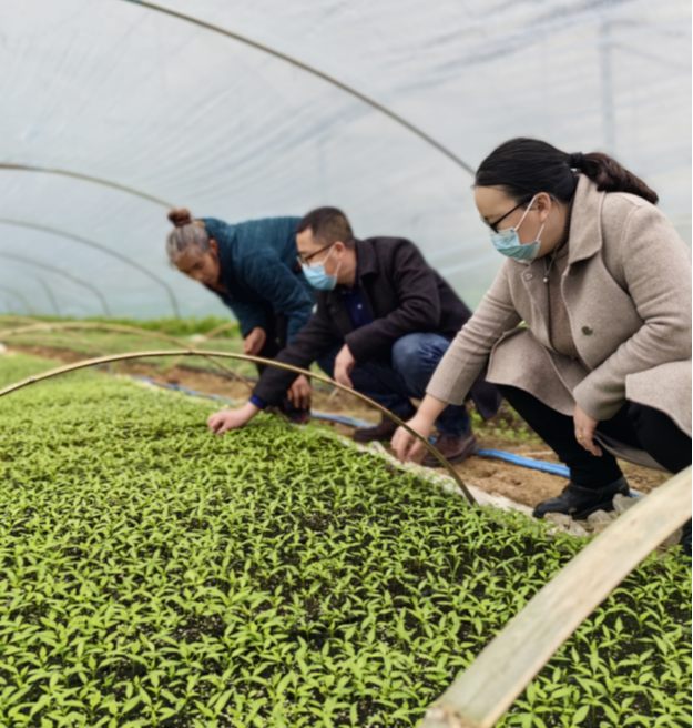 科技特派员陆景伟在辣椒育苗点开展服务。重庆农科院供图