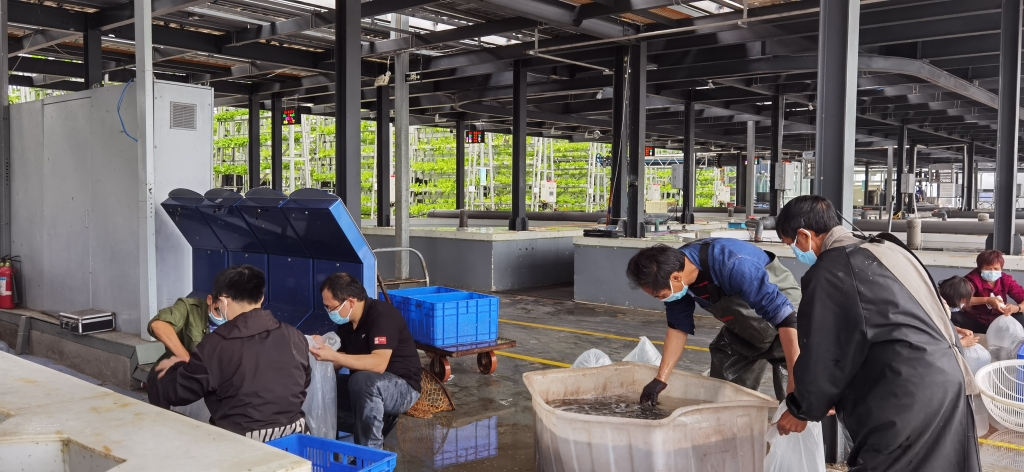 农业工程研究所职工正在挑选、打包鲈鱼。重庆农科院供图
