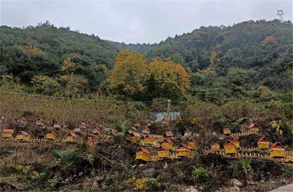 龙王村打造的中蜂养殖基地。通讯员 刘光艳 摄