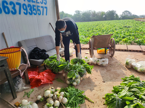 南岸区供销社的保供服务队，在蔬菜基地为居民装配蔬菜包。南岸区供销社供图 华龙网发