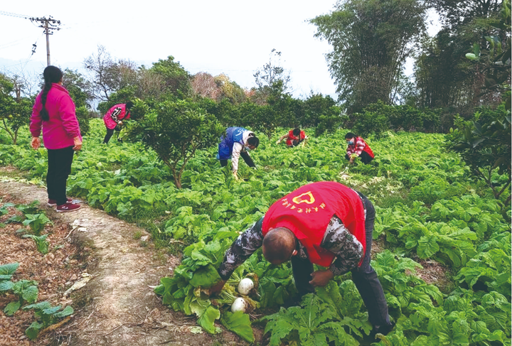 志愿者帮助农户采收蔬菜。记者  刘纪湄  摄