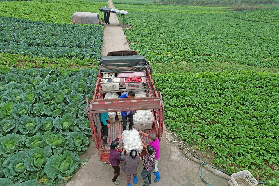 渭沱镇蔬菜种植户将蔬菜过秤装车。赵超男 摄