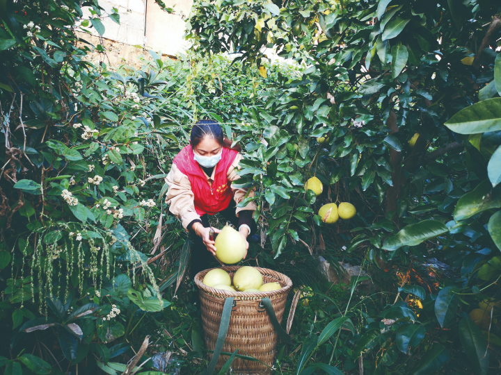 志愿者帮农户采摘柚子。记者  袁启芳  摄