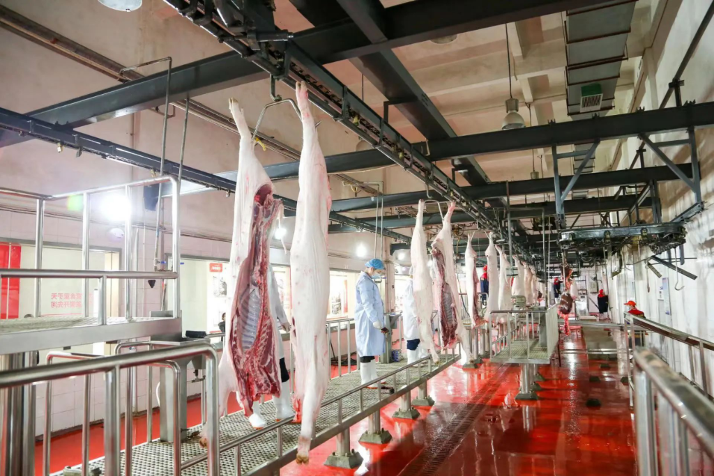 2随后，生猪进入到屠宰程序。自本轮疫情暴发以来，企业增加了2名品质检测员，为上市猪肉的品质保驾护航。