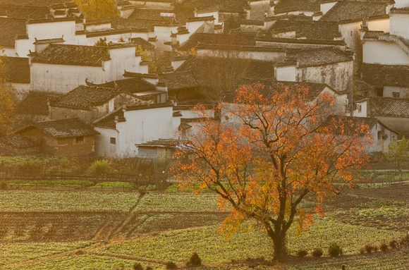 安徽省黄山市黟县卢村晨景。