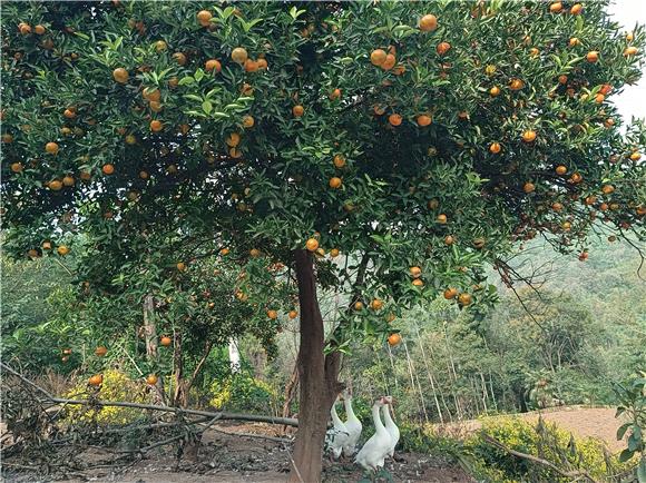 柑橘树上挂满致富果，林下养的鹅也是村民增收的一道途径。特约通讯员 蒋文友 摄