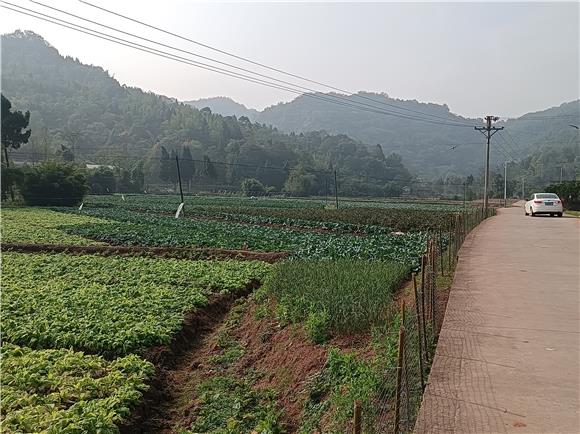 路边种植的田间蔬菜成为当地村民增收致富的产业途径。特约通讯员  蒋文友 摄
