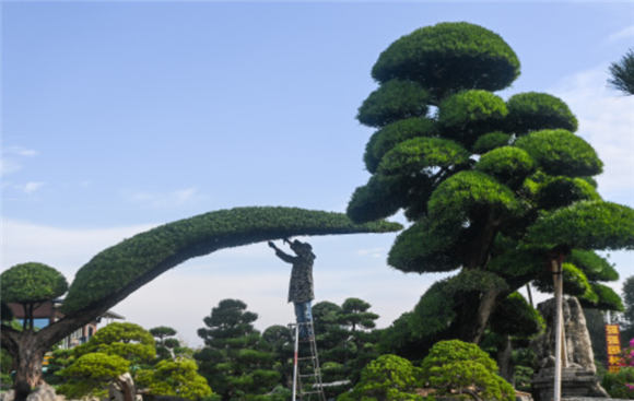 在金华市金东区澧浦花木城的天越园艺苗圃内,种植户在修剪树木