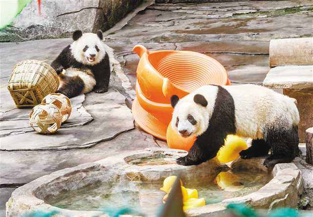 On November 1, the sister “Mao Xiaoyu” and the younger brother “Xiong Xiaokai” were playing together in Chongqing Zoo (“Mao Xiaoyu” and “Xiong Xiaokao” are new names given by the adopter). (Photographed by Zhang Jinhui / Visual Chongqing)