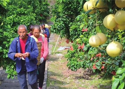 位于回龙镇杨柳社区三组的扬柳果树种植专业合作社果园，村民们满载柚子而归。 记者 谢清城 摄