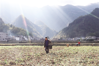 村民在栽种油菜。 记者 冉江陵 摄