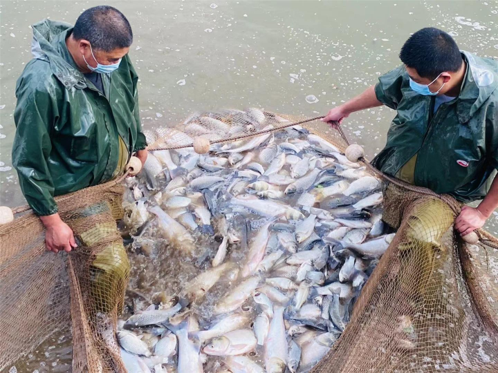 水产养殖基地持续稳定供应鲜鱼。记者  陈雪  摄