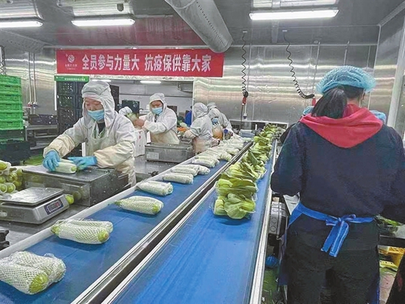 沙坪坝物流园区永辉彩食鲜员工正在分拣蔬菜。 沙坪坝区商务委供图