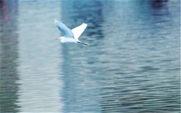 美丽的白鹭在江里来回穿梭。融媒体记者 黄智宇 供图
