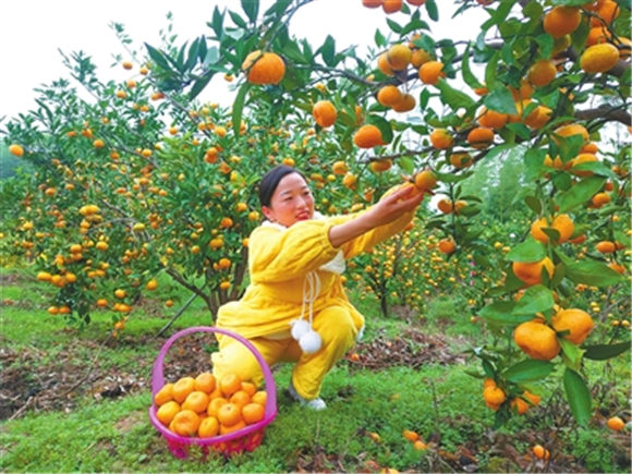 市民在采摘蜜橘。记者 孙莎莎 摄