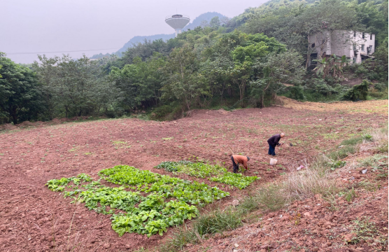 村民在复耕的土地上种植蔬菜。通讯员 赵巍 摄