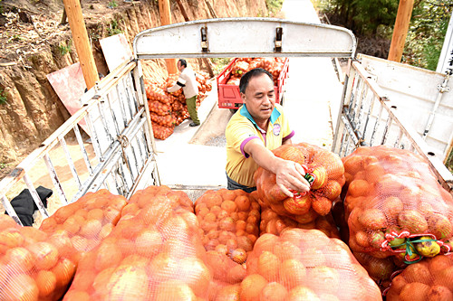 务工村民将木瓜装车。特约通讯员 隆太良 摄