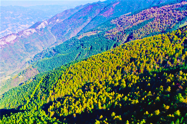 无人机拍摄的黔江区国家森林公园马喇镇灰千梁子景区的彩叶林。武陵都市报记者 杨敏 摄