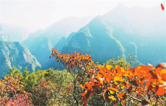 长江段巫峡·神女景区的红叶渐次变红，满山红叶与绿水青山，成为长江三峡冬季一道最靓丽的生态本色。记者 卢先庆 摄