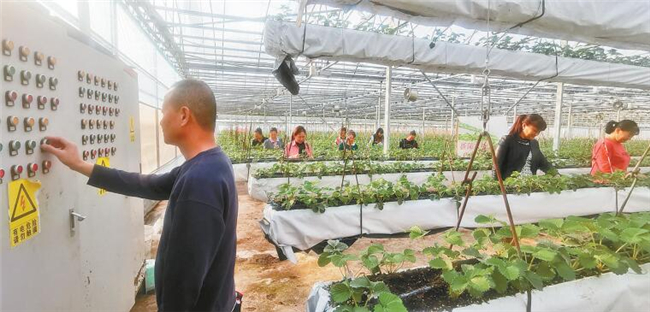 土桥镇新陆有机蔬果基地技术员操作大棚里的智能化设备。铜梁报记者 李拉拉 摄