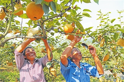 五宝镇下湾村种植特色水果，实现农业增效、农民增收、农村增美。资料图