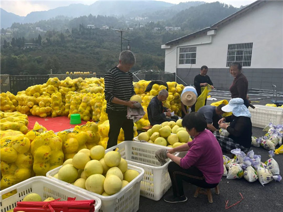 果农们将采摘的柚子装袋。通讯员 陈瑶 摄
