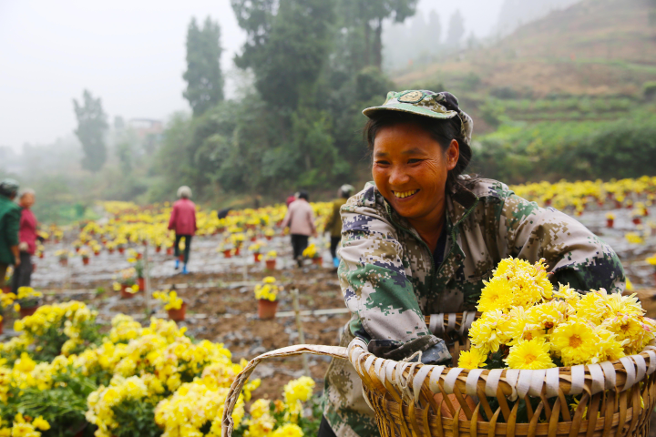 “花经济”让当地农户喜迎增收。记者  彭怡 供图