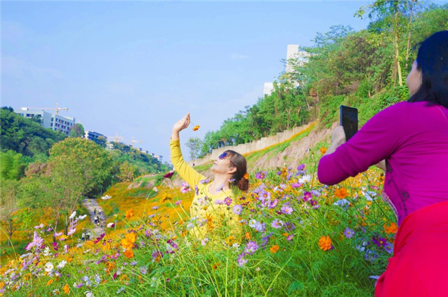 25 mu of Galsang flowers have been in full bloom and sent forth a delicate fragrance that attracts numerous visitors. (Photographed by Qin Tingfu)