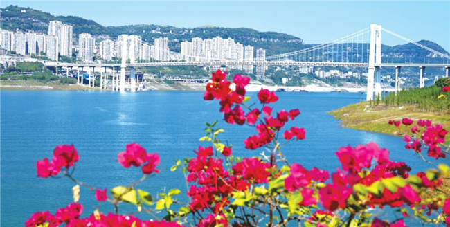 The red bougainvillea blooms in Nanbin Park adds beauty to the city. (Photographed by Ran Mengjun)