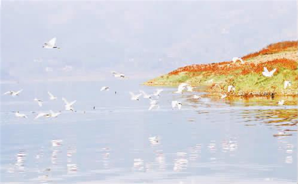 白鹭、白骨顶鸡等鸟类在美丽的湖滨栖息越冬。记者 卢先庆 摄