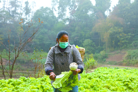 村民张绍香正在采收萝卜。记者 吴文艺 摄