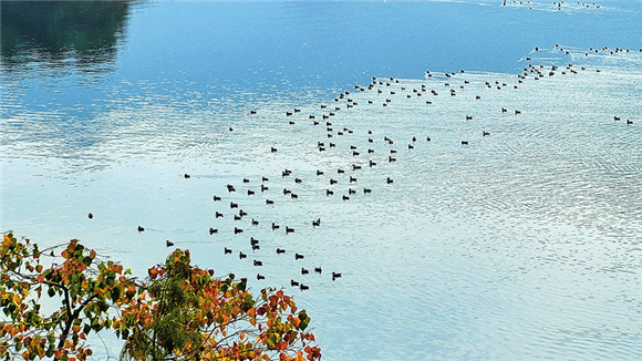 各类水鸟在汉丰湖国家湿地公园上嬉戏。记者 陈永松 摄