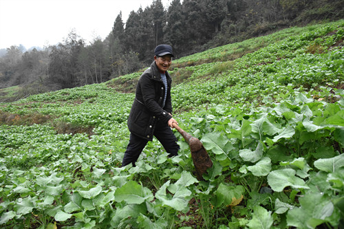 村民在复种后的油菜地里除草。特约通讯员 隆太良 摄