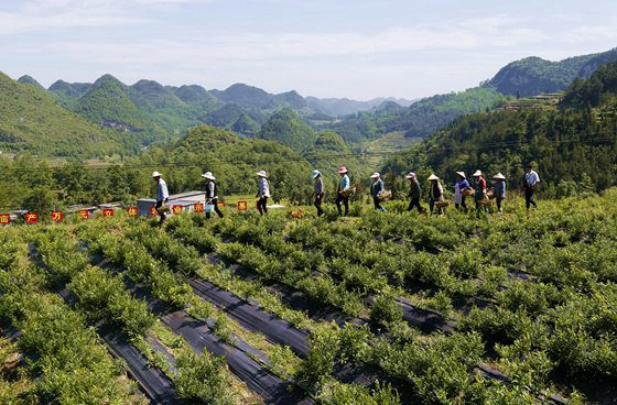 黔江区村民采摘藤茶现场。特约通讯员 李诗素 供图