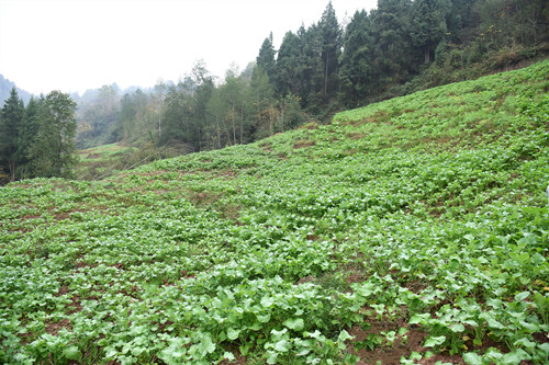 撂荒地整治后打造的油菜基地。特约通讯员 隆太良 摄