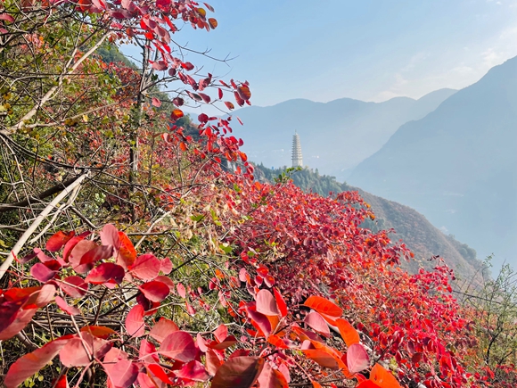 近距离观赏满山红叶。 巫山县文旅委供图