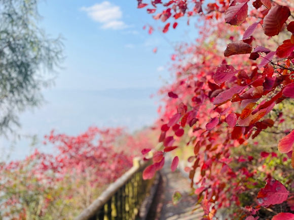 巫山红叶迎来最佳观赏期。 巫山县文旅委供如图