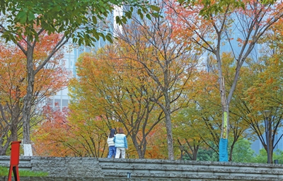 江北嘴中央广场的一排排榉树绚烂多姿，让人流连忘返。记者 曹检 摄