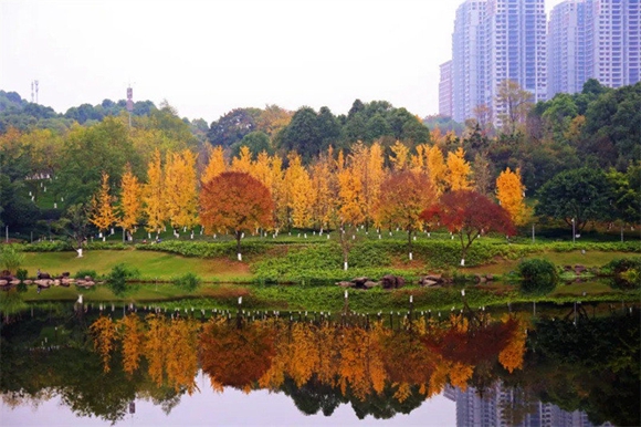 重庆中央公园湖光秋色交相掩映。渝北区文旅委供图 华龙网发